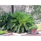Carrefour Market Vaujours - Promo Cycas Promo Cycas à 31,99 € dans le catalogue Carrefour Market à Vaujours