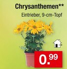 Aktuelle Chrysantheme Angebote bei Zimmermann in Bremen Aktuelles Chrysanthemen Angebot bei Zimmermann in Bremen ab 0,99 €
