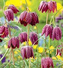 Schachbrettblume  im aktuellen toom Baumarkt Prospekt für 4,99 €