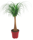 Aktuelle Palme Angebote bei toom Baumarkt in Wuppertal Aktuelles Zimmerpflanzen Angebot bei toom Baumarkt in Wuppertal ab 25,99 €