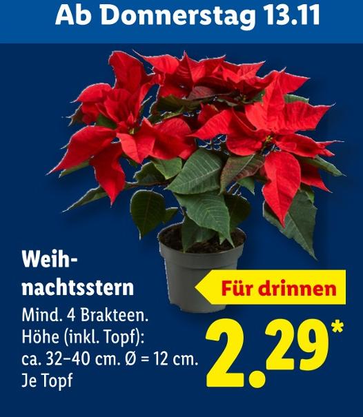 Weihnachtsstern