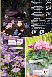 Filz im Garten-Center Nordharz GmbH & Co. KG Prospekt in Hildesheim Aktueller Garten-Center Nordharz GmbH & Co. KG Prospekt mit Filz, "DER HERBST & SEINE FARBEN", Seite 5