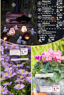 Kerzen im Garten-Center Nordharz GmbH & Co. KG Prospekt "DER HERBST & SEINE FARBEN" mit 16 Seiten (Kassel)