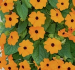 Kletterpflanzen bei toom Baumarkt im Büren Prospekt für 6,99 €