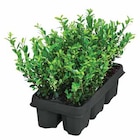 Stechpalme 'Jenny' von  im aktuellen Dehner Garten-Center Prospekt für 12,99 €