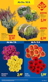 Chrysantheme im Lidl Prospekt in Krefeld Aktueller Lidl Prospekt mit Chrysantheme, "LIDL LOHNT SICH", Seite 31