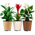 Plante fleurie en promo chez Carrefour Besançon à 6,99 €