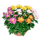 Coupe de chrysanthème en promo à 3,99 € chez Carrefour Coupe de chrysanthème dans le catalogue Carrefour