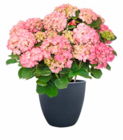 Hortensie bei Hagebaumarkt im Adendorf Prospekt für 9,99 €