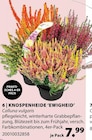 Dehner Garten-Center Neuwied - Knospenheide ‘Ewigheid’ Angebot im Prospekt Knospenheide ‘Ewigheid’ bei Dehner Garten-Center im Neuwied Prospekt für 7,99 €