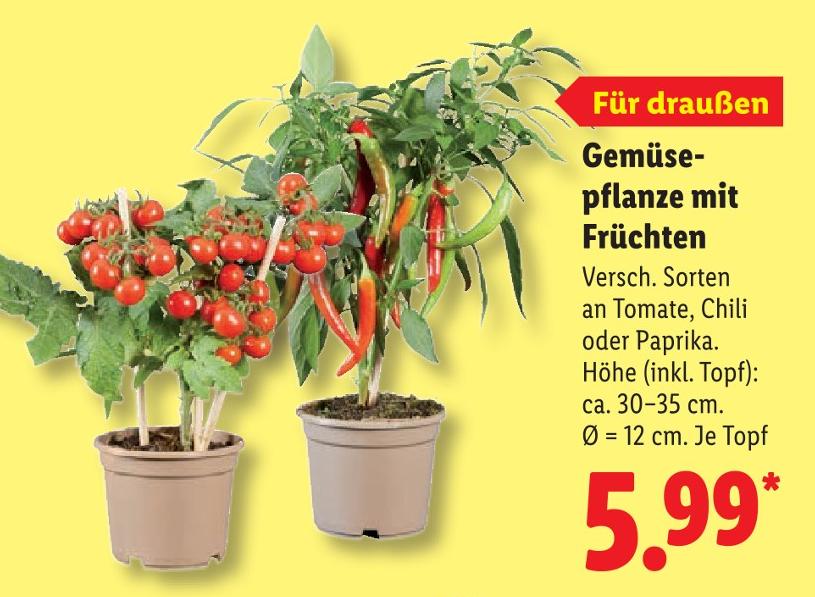 Gemüsepflanze mit Früchten - Tomate