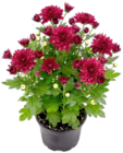 Chrysantheme "Ratio Mum" im Angebot bei Thomas Philipps in Laatzen Chrysantheme "Ratio Mum" Angebote bei Thomas Philipps Laatzen für 0,99 €