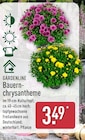 Aktuelles Bauernchrysantheme Angebot bei ALDI Nord in Leipzig ab 3,49 €