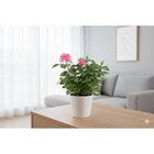 Plantes fleuries en promo chez Carrefour Vaulx-en-Velin à 2,49 €