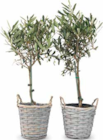 Olivenbaum, Olea europaea Angebote bei Netto Marken-Discount Paderborn für 21,00 €
