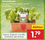 Salatpflanzen im Angebot bei Netto Marken-Discount in Fürth Salatpflanzen Angebote bei Netto Marken-Discount Fürth für 1,79 €