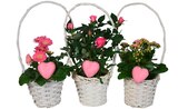 Cora - Plantes vertes ou !euries : offre du catalogue Promo Plantes vertes ou !euries à 7,99 € dans le catalogue Cora ""