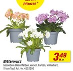 toom Baumarkt Burgwerben - Bitterwurz Angebot im Prospekt Bitterwurz bei toom Baumarkt im Burgwerben Prospekt für 3,49 €