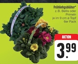 Frühlingblüher Angebote bei E center Chemnitz für 3,99 €