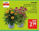 Sonnenhut im Angebot bei Marktkauf in Fürth Sonnenhut Angebote von Franken bei Marktkauf Fürth für 2,99 €