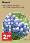 Aktuelle Zimmerpflanzen Angebote bei Thomas Philipps in Duisburg Aktuelles Muscari Angebot bei Thomas Philipps in Duisburg ab 2,22 €