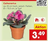 Catharanthus Angebote bei Netto Marken-Discount Gelsenkirchen für 3,49 €
