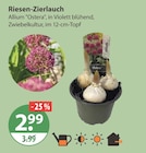 Riesen-Zierlauch von  im aktuellen V-Markt Prospekt für 2,99 €