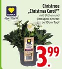 Christrose von EDEKA Herzstücke im aktuellen EDEKA Prospekt für 3,99 €