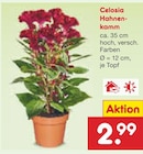 Aktuelles Celosia Hahnenkamm Angebot bei Netto Marken-Discount in Nürnberg ab 2,99 €