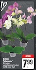 Orchidee Phalaenopsis Angebote bei EDEKA Leipzig für 7,99 €