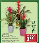 Guzmania/Vriesea von Gardenline für 5,99 € bei ALDI Nord im Angebot Guzmania/Vriesea von Gardenline im aktuellen ALDI Nord Prospekt