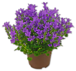 Glockenblume im Angebot bei Penny in Königswinter Glockenblume Angebote bei Penny Königswinter für 2,99 €