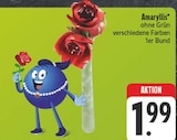 Amaryllis im Angebot bei EDEKA in Chemnitz Amaryllis Angebote bei EDEKA Chemnitz für 1,99 €