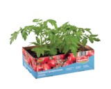 Tomatenpflanzen von Grandiol im aktuellen Lidl Prospekt für 3,49 €