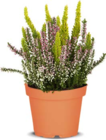 Dreifarbige Besenheide im Netto Marken-Discount Prospekt Dreifarbige Besenheide von im aktuellen Netto Marken-Discount Prospekt für 2,99 €