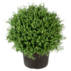 Truffaut Fourqueux - Promo Plante aromatique Promo Plante aromatique à 9,99 € dans le catalogue Truffaut à Fourqueux