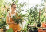 Aktuelle Pflanzen Angebote bei REWE in Braunschweig Aktuelles Spathiphyllum Alana Angebot bei REWE in Braunschweig ab 3,49 €