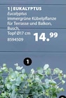 Eukaplyptus bei Dehner Garten-Center im Neuötting Prospekt für 14,99 €