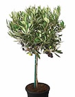Aktuelles Olive Angebot bei Dehner Garten-Center in Erlangen ab 19,99 €
