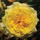 Botanic Épinal - Promo Rosier La Rotonde . Le pot de 3 litres Promo Rosier La Rotonde . Le pot de 3 litres à 14,99 € dans le catalogue Botanic à Épinal