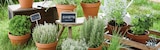 Plante aromatique pot 13 cm en promo chez Intermarché Super Plante aromatique pot 13 cm dans le catalogue Intermarché Super