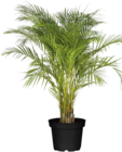 Aktuelles Goldfruchtpalme Angebot bei Globus-Baumarkt in Mannheim ab 29,99 €