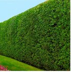Cyprès de Leyland en promo chez Carrefour Tours à 31,96 €