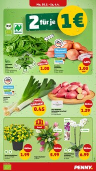 Tulpen im Penny Prospekt "Wer günstig will, muss Penny." mit 43 Seiten (Frankfurt (Main))