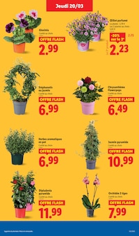 Promo Orchidée dans le catalogue Lidl du moment à la page 29