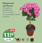 Edelgeranie auf Stamm von  im aktuellen V-Markt Prospekt für 11,99 €