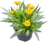 Thomas Philipps Hohenwarsleben - Stauden-Mix Angebot im Prospekt Stauden-Mix bei Thomas Philipps im Hohenwarsleben Prospekt für 3,99 €