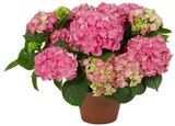 Hortensie Angebote bei REWE Suhl für 9,99 €