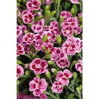 Promo Oeillets à 2,69 € dans le catalogue Carrefour à Quincy-sous-Sénart