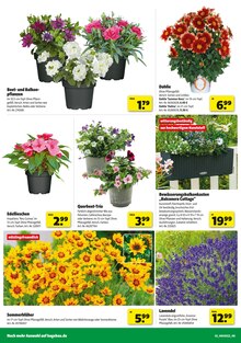 Aktueller Hagebaumarkt Prospekt "SO günstig geht das!" Aktueller Hagebaumarkt Prospekt